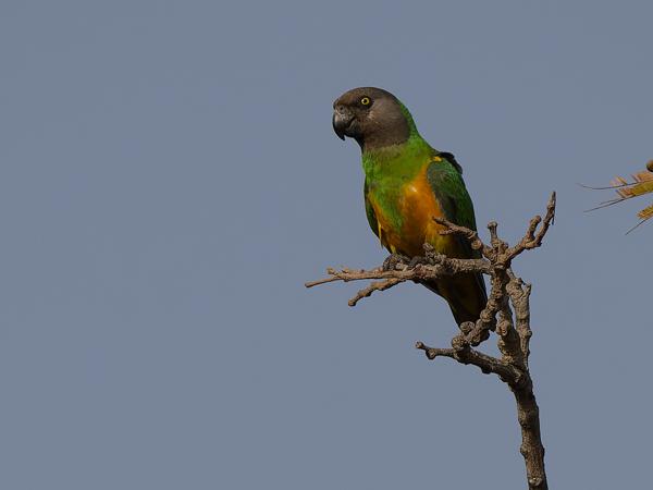 <h3><a href="/trips/gambia/biota/animalia/chordata/aves/027 psittaciformes/003 psittacidae/poicephalus senegalus/poicephalus senegalus-nl.html">Poicephalus&nbsp;senegalus</a> / Senegal&nbsp;parrot / Bonte&nbsp;boertje</h3>OM-1 Mark II met OLYMPUS M.150-400mm F4.5, 1/2500 sec  bij F5.0, ISO 200, afstand 38.4&nbsp;m